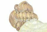 Enrolled Paciphacops Trilobite - Black Cat Mountain, Oklahoma #362992-3
